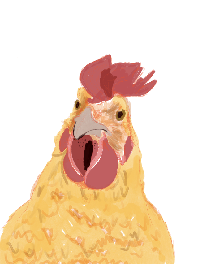 Illustration: my pet chicken, peaches, she's peachy in colour and has a floppy red comb and a look of seriouslness about her